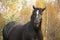 Portrait of black percheron in autumn