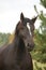 Portrait of black percheron in autumn