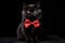 Portrait of a black persian cat on a black background.Generative AI