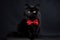 Portrait of a black persian cat on a black background.Generative AI