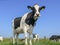 Portrait of a black pied cow, dark dots on her pink large nose, slimy saliva wisps, and a blue sky