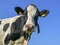 Portrait of a black pied cow, part of her collar hanging loose in the air, slimy saliva wisps and a blue sky