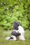 Portrait of black poodle in pink leaves of flowers.