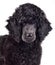 Portrait of black poodle puppy