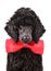 Portrait of black poodle puppy