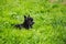 Portrait of black powder puff puppy breed chinese crested dog lying in the green grass on summer day.