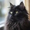 Portrait of a black Ragamuffin cat sitting in light room beside a window. Closeup face of a beautiful Ragamuffin cat at home.