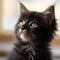 Portrait of a black Ragamuffin kitten looking to the side. Closeup face of a cute Ragamuffin kitty at home. Portrait of a little