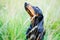 Portrait of black and red smooth-haired dachshund look up