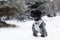 Portrait of black Russian colored lap dog phenotype on a background of coniferous forest at wintertime