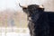 Portrait black scottish highlander cow in winter