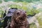 Portrait of black seal swimming in a aquarium