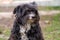 Portrait of a black shaggy dog