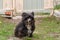 Portrait of a black shaggy dog