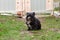 Portrait of a black shaggy dog