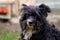 Portrait of a black shaggy dog