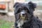 Portrait of a black shaggy dog