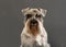 Portrait of black and silver miniature schnauzer shoot in studio