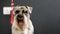 Portrait of a black and silver miniature Schnauzer, taken in the studio close-up