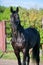 Portrait of black sportive TRakehner stallion. spring