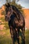 Portrait of black sportive TRakehner stallion. spring