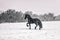 Portrait of black stallion in winter.