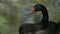 Portrait of black swan. One Cygnus atratus swimming in water. Real time.