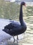 Portrait of a black swan in the pond.