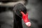 Portrait of a black swan with a red beak