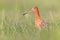 Portrait of Black-tailed Godwit wader bird looking in the camera