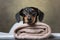 Portrait of a black and tan dachshund dog on a towel, dog dachshund, black and tan, relaxed from spa procedures, AI Generate
