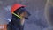 Portrait of black and tan dachshund, wearing builder helmet.