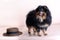 Portrait of a black and tan dog on a neutral background