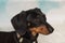 Portrait of black and tan smooth-haired miniature dachshund