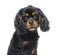 Portrait of a Black and tan Young Cavalier King Charles Spaniel