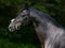 Portrait of a black thoroughbred stallion