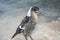 Portrait of black and white Australian magpie