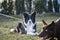 Portrait of  black and white border collie in agility park