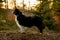 portrait of a black and white border collie at orange sunrise