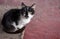 Portrait of a black and white cat sitting and looking at the camera on the red floor