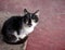 Portrait of a black and white cat sitting and looking at the camera on the red floor