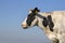 Portrait of a black and white cow with horns, en profil