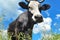 Portrait of a black and white cow on pasture grazing on a background of blue sky with clouds. Agriculture farming animal husbandry