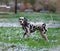 Portrait of black and white dalmatian dog