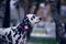 Portrait of black and white dalmatian dog