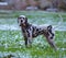 Portrait of black and white dalmatian dog