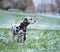 Portrait of black and white dalmatian dog