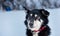 Portrait of a black and white dog with amber-colored eyes from the team of sled dogs. The dog is wearing a red collar