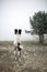 Portrait black and white dog border collie stand in field on mountain and dance in fog