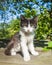 Portrait of black white fluffy mongrel kitten sitting in garden daytime lighting. Adorable small cat